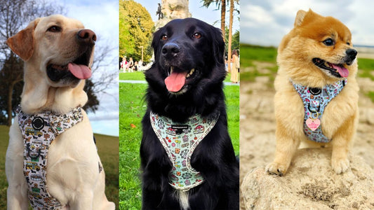 Cómo Elegir el Mejor Arnés para Perro o Gato: Guía Completa