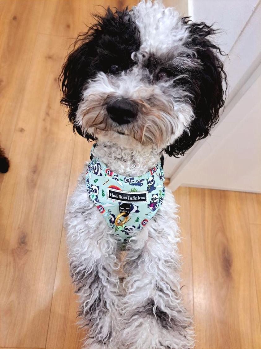 Tana-Arnes-Sweet-Pandas. Telva-con-talla-XXS con arnes Sweet Pandas para perros y gatos.Teo-Arnes-Coleccion-Sweet-Pandas, Parte trasera arnés Sweet Pandas para perros y gatos. Tienda online de accesorios para perros y gatos 59