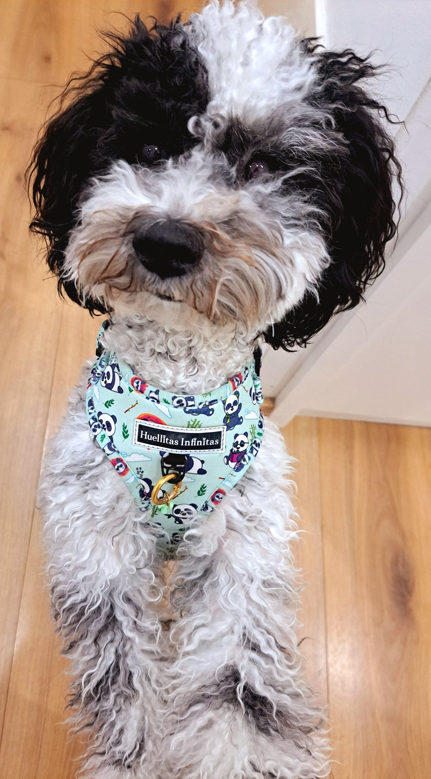 Sweet Pandas Collection Pack consisting of: Harness + Leash + Bag Holder.