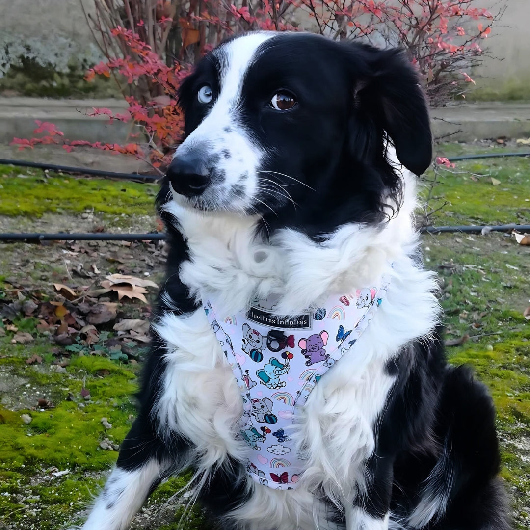 Border_Collie_con_arnes_ajustable_en_talla_L_de_Funny_Elephants.Tienda_online_de_accesorios_para_perros_y_gatos_92