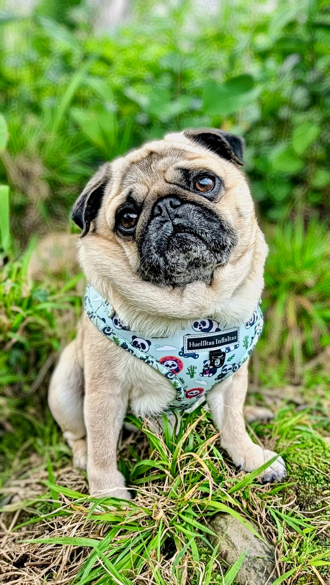 Sweet Pandas Collection Pack consisting of: Harness + Leash + Bag Holder.