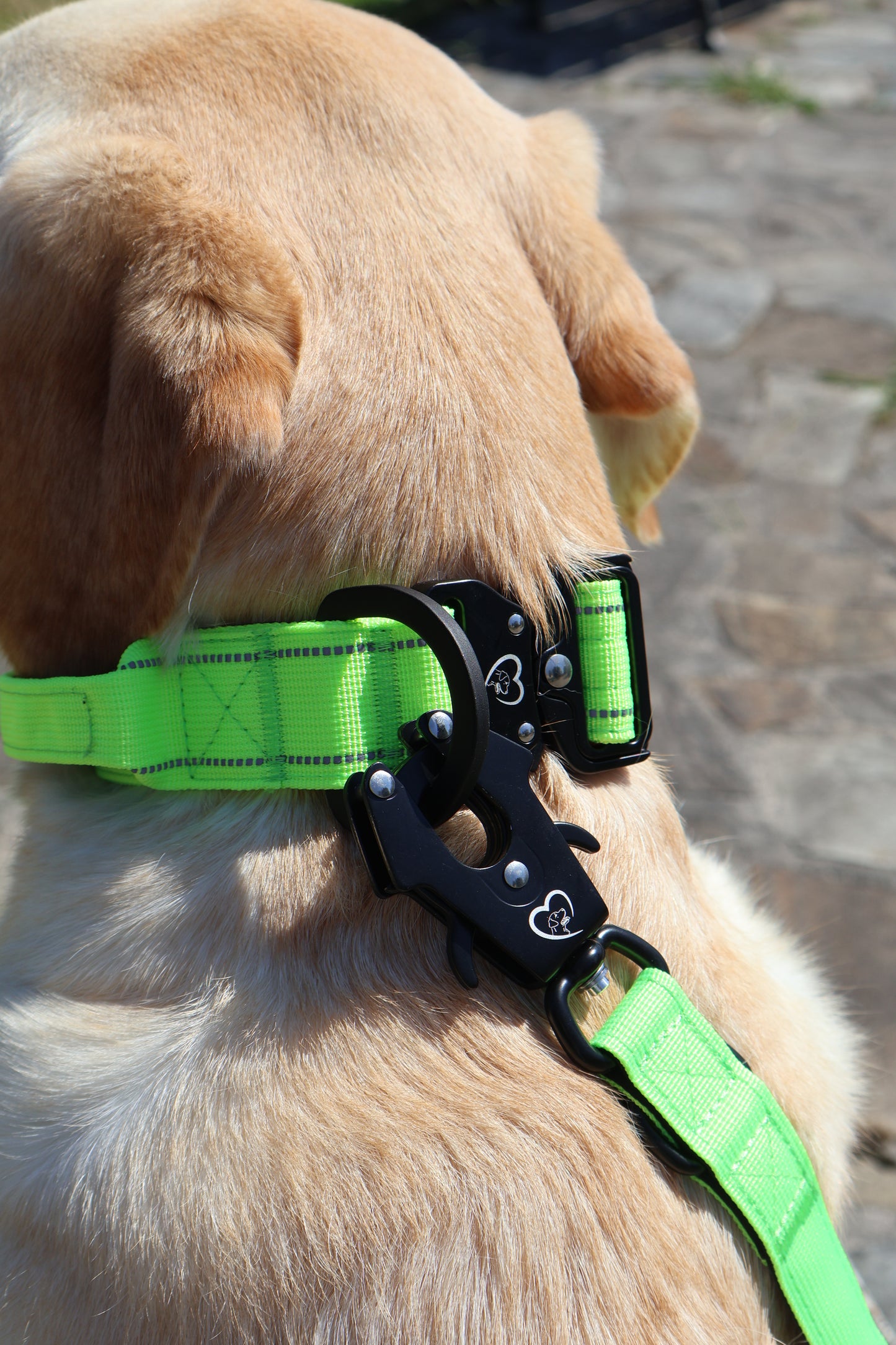 Pack Collar Táctico+Correa Táctica Multiposición