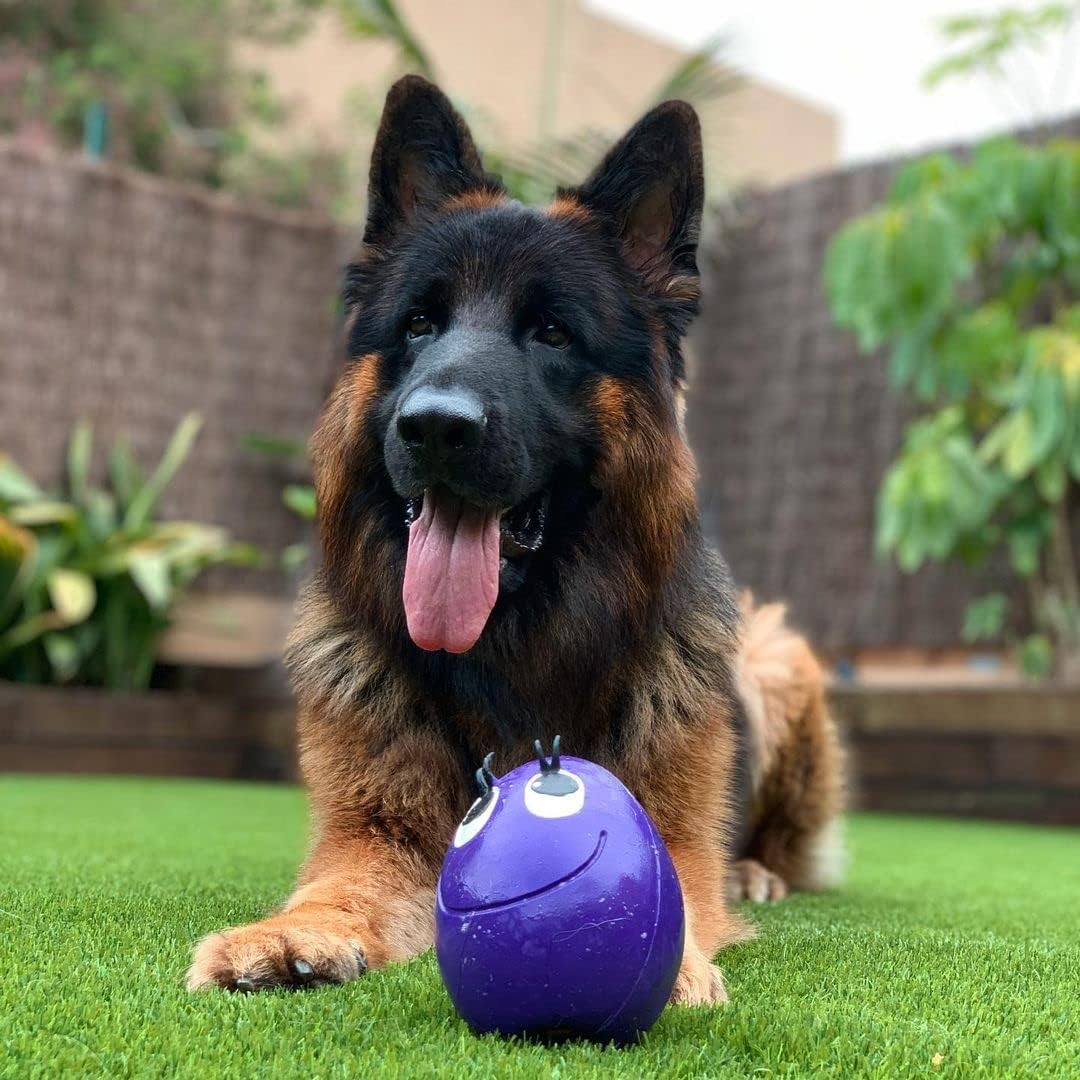 Huevo Juguete para Perros, Tamaño EXTRA BIG Talla XL 14cm x 10cm (de Alto x Ancho). El tamaño más grande NO TÓXICO. Huevos LANCO de Látex para perros