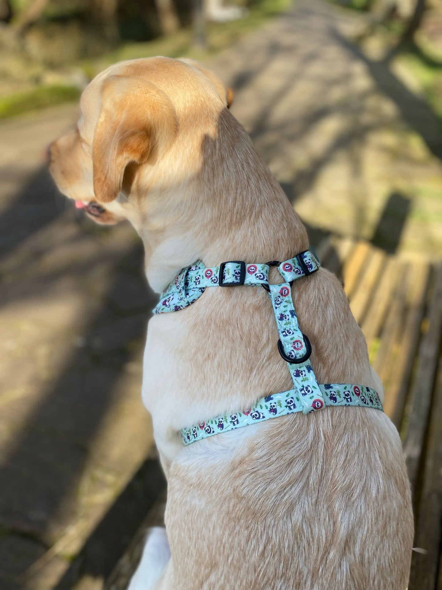 Parte trasera arnés Sweet Pandas para perros y gatos. Tienda online de arneses para perros y gatos 56