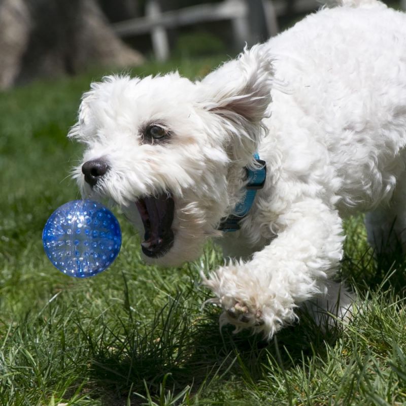 KONG SQUEEZZ GEODZ A very special ball-shaped toy for your dog