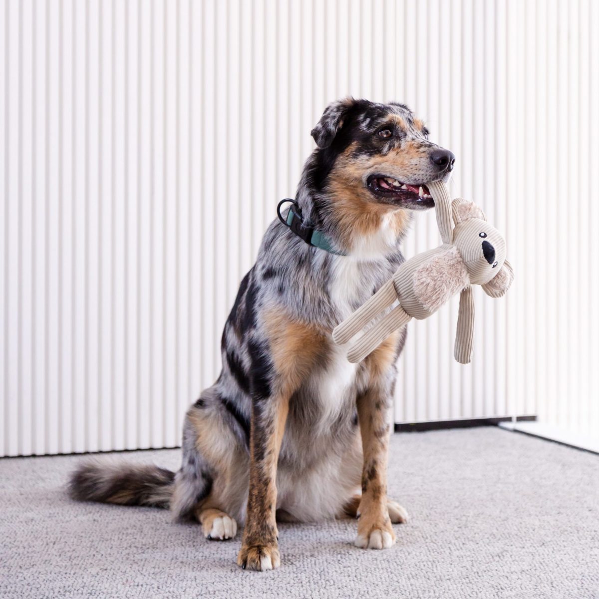 Durable plush toy for your dog. KOLY The KOALA Plush