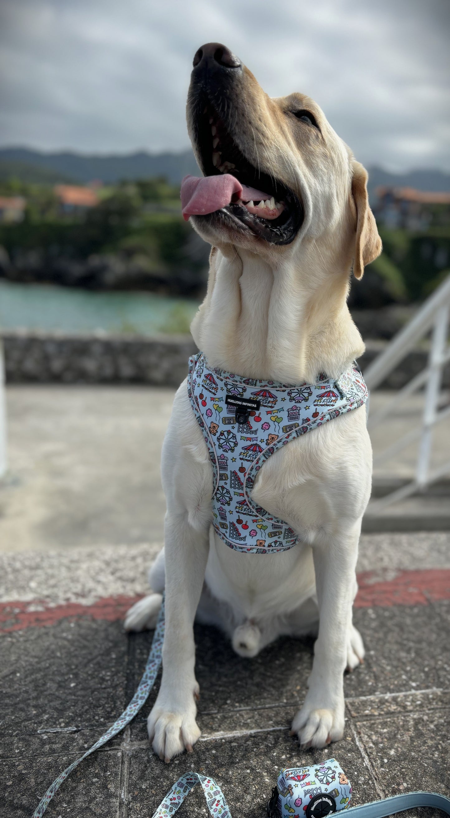 Perro Thor con colección FERIA.Linda_con_coleccion_FERIA.La_pandilla_con_Coleccion_Feria.Tienda online de accesorios y juguetes para perros y gatos15