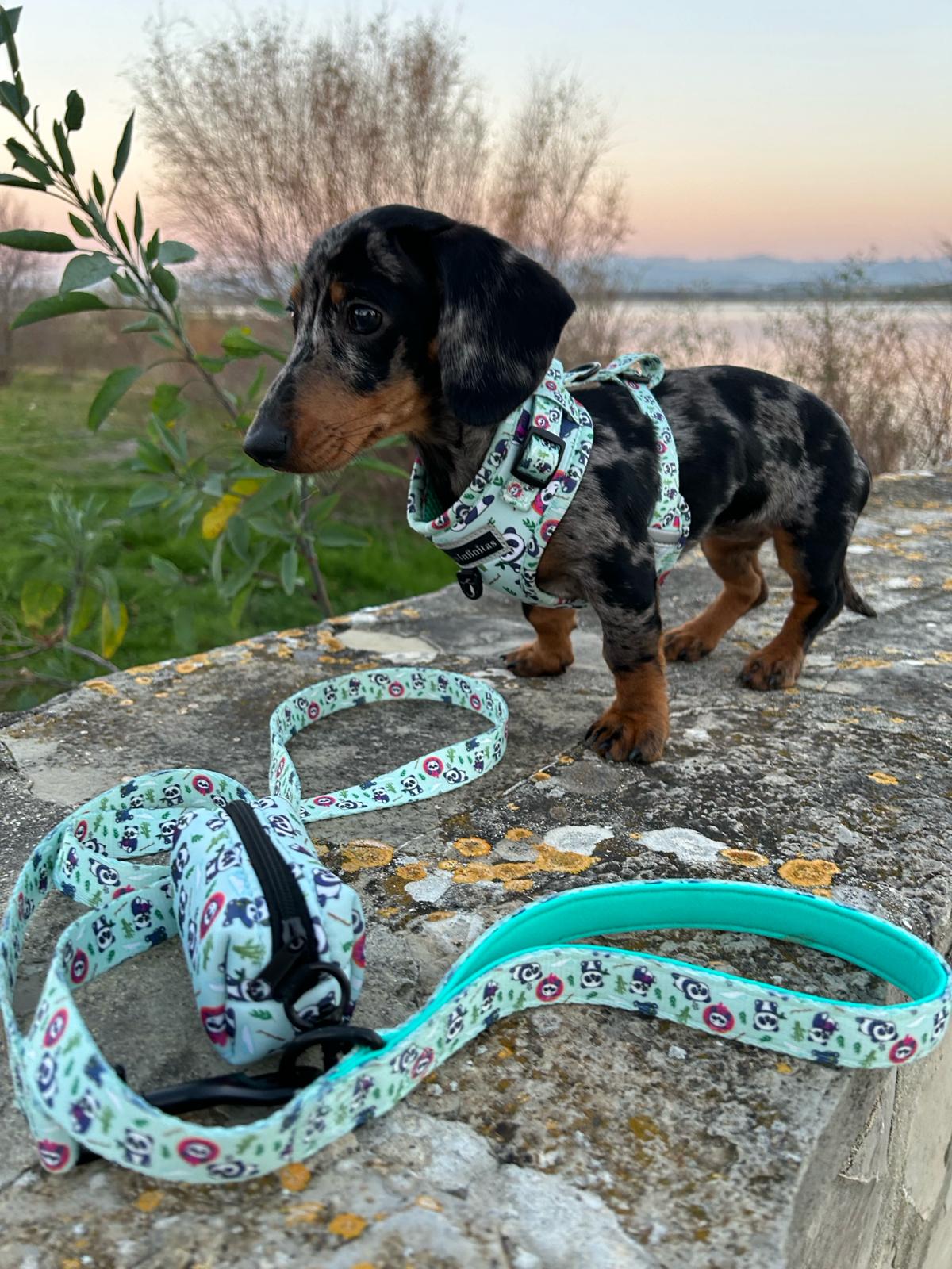 Preciosa Teckel con-Coleccion-Completa-Sweet-Pandas para perros. Darya-con-talla-XXS. Tienda online de accesorios para perros y gatos 63