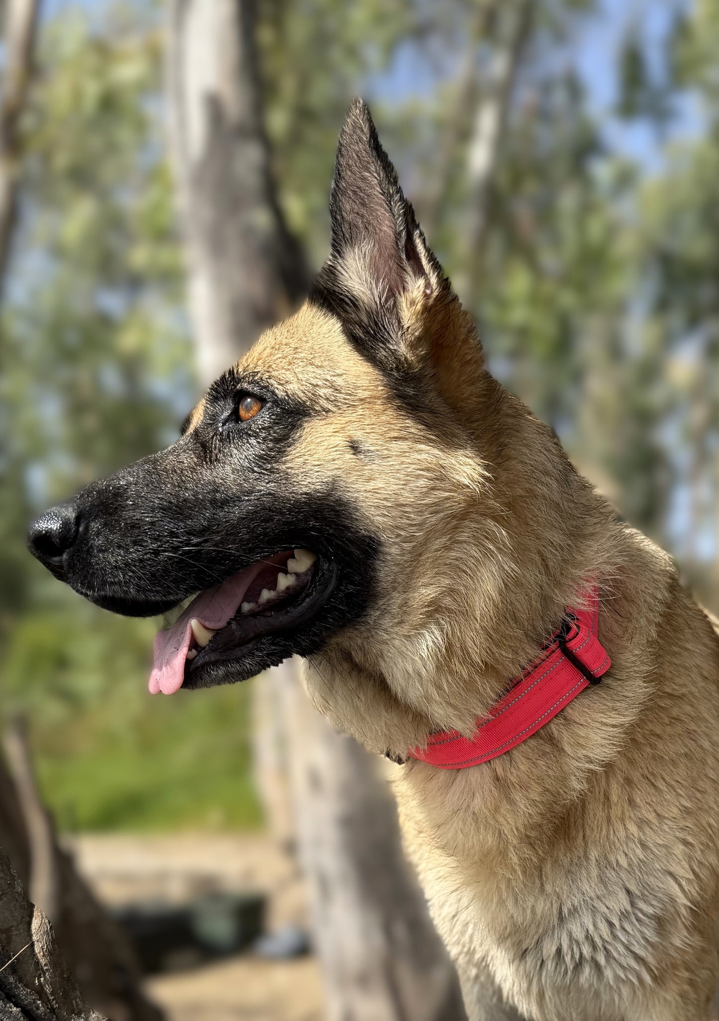 Pack Collar Táctico+Correa Táctica Multiposición