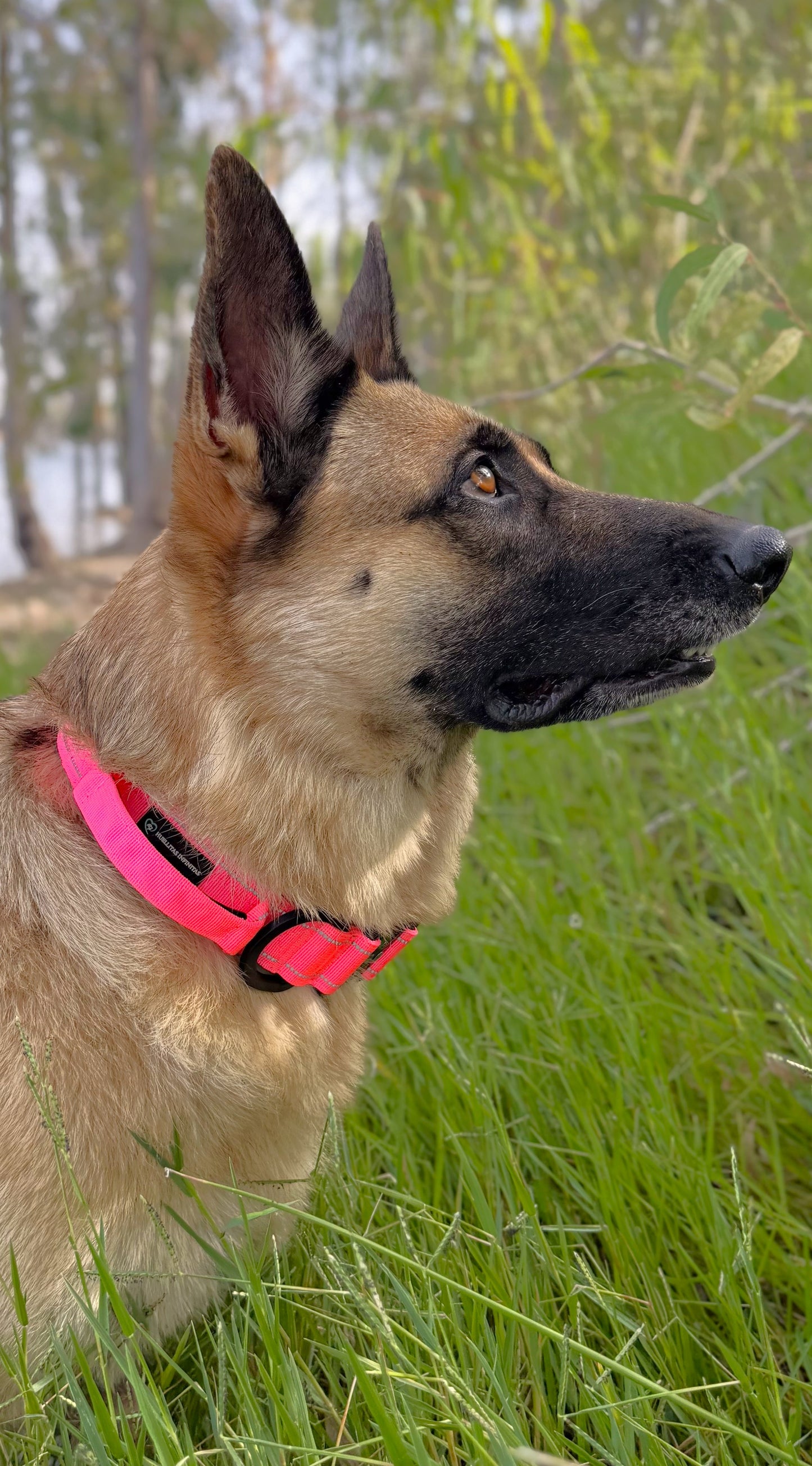Pack Collar Táctico+Correa Táctica Multiposición