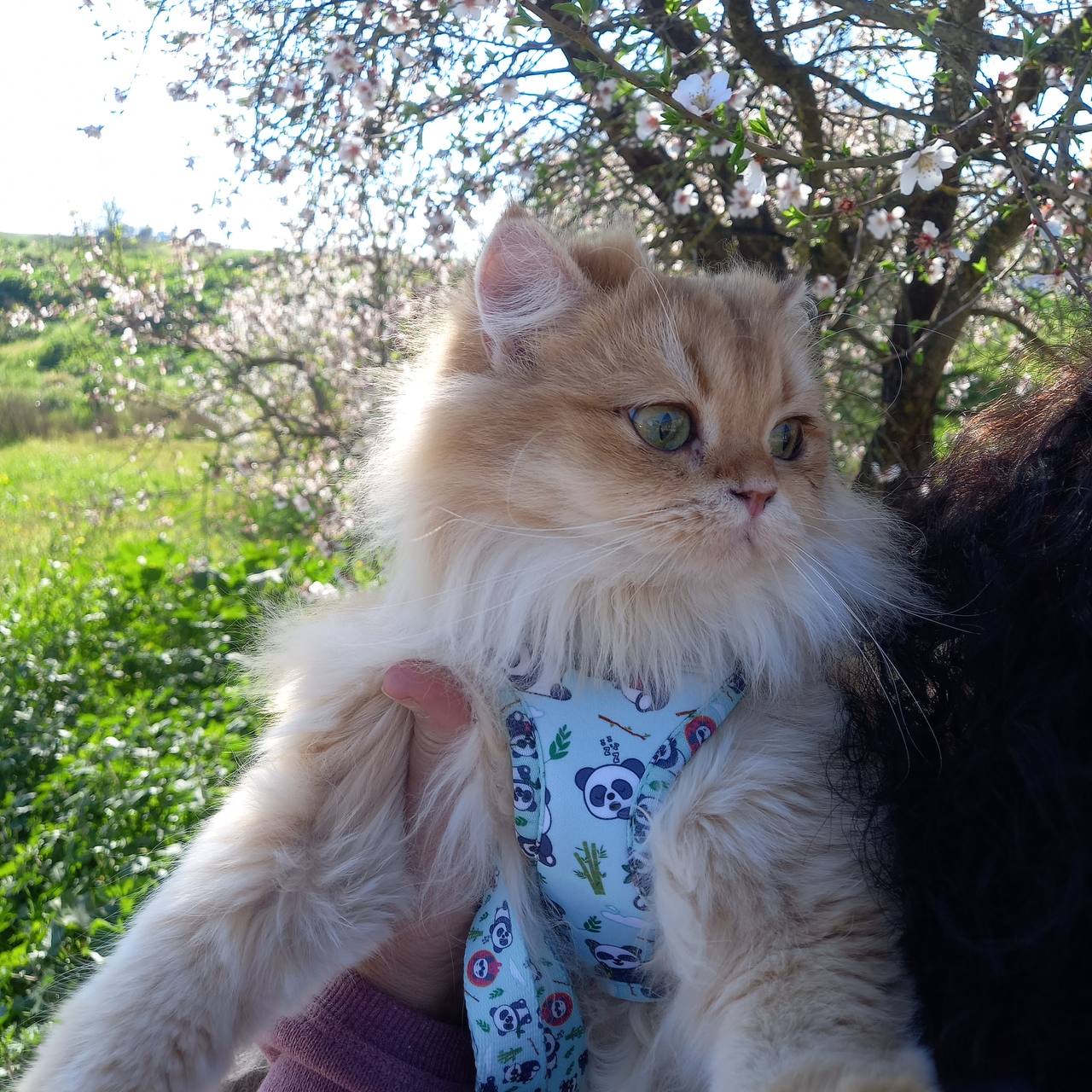 TallaXXS de arnés para gatos.Tienda_online_de_accesorios_para_perros_y_gatos_61