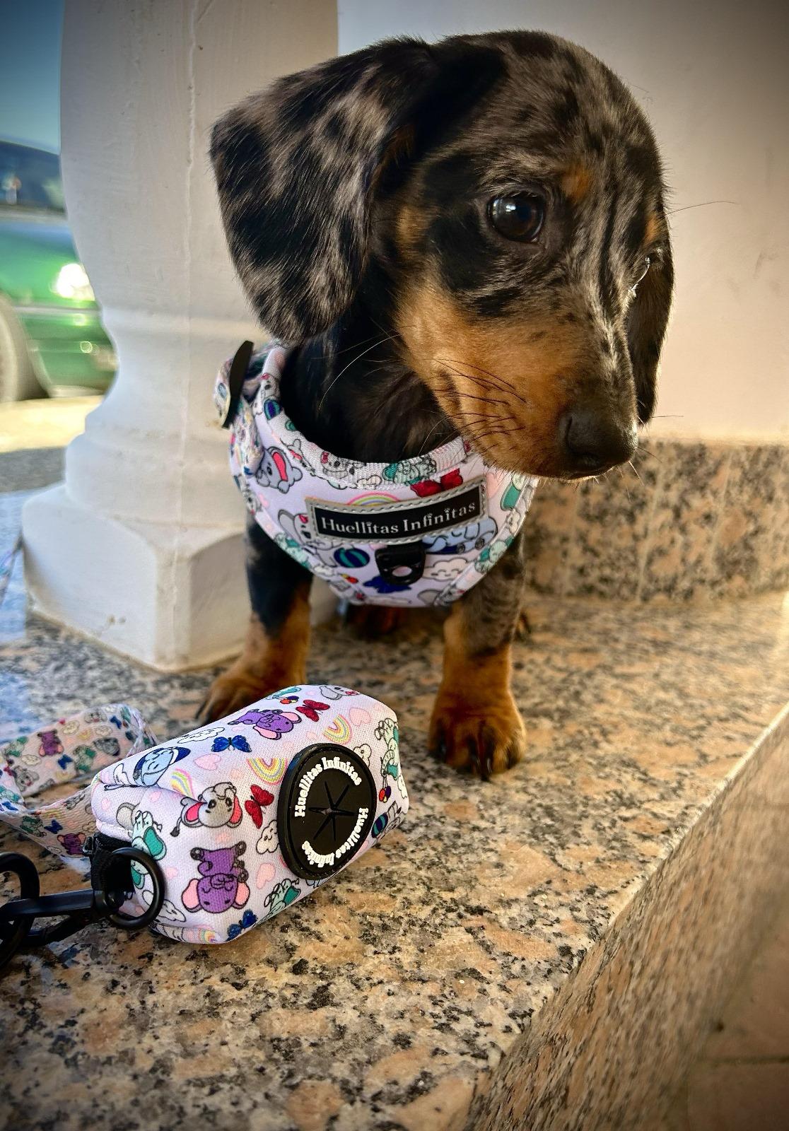 Teckel con arnés ajustable en talla XXS. Tienda online de accesorios para perros y gatos 86