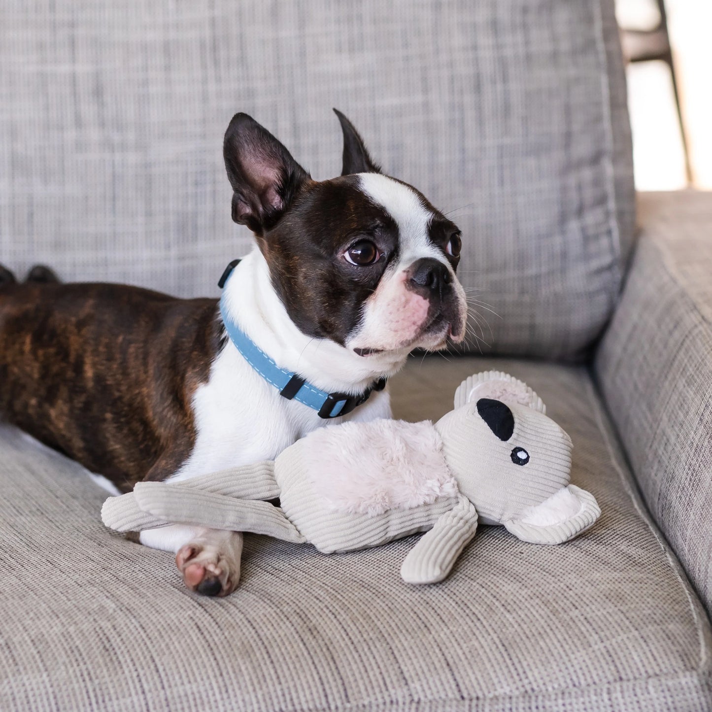 Durable plush toy for your dog. KOLY The KOALA Plush