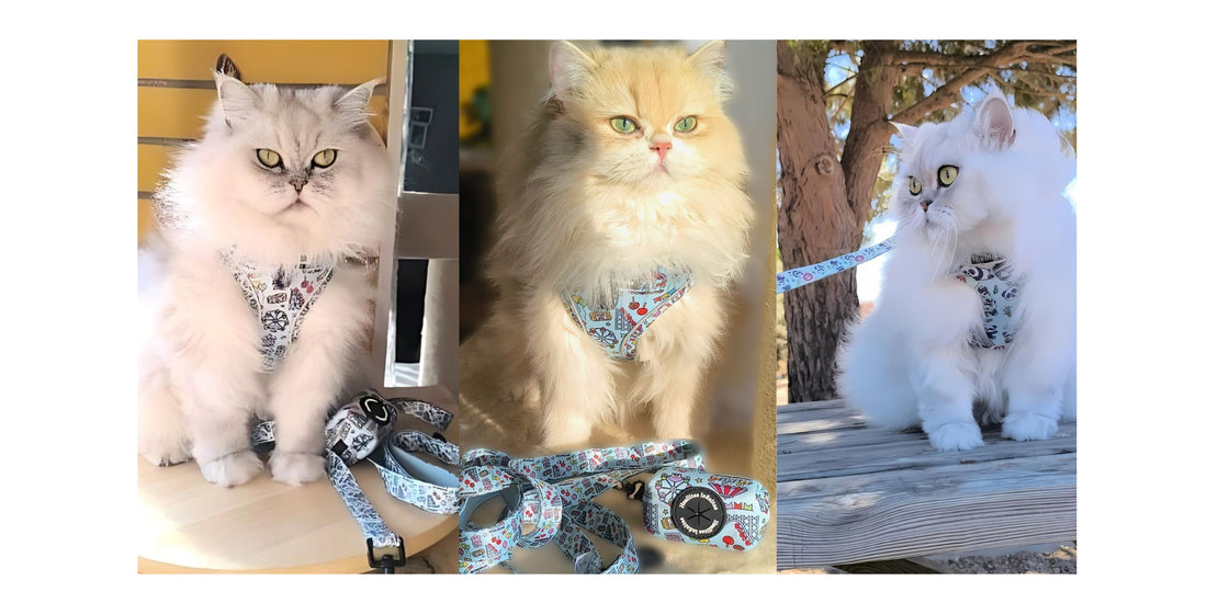 Cómo poner un arnés a tu gato