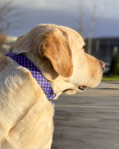 Collar Colección Lavanda Mirror Closure