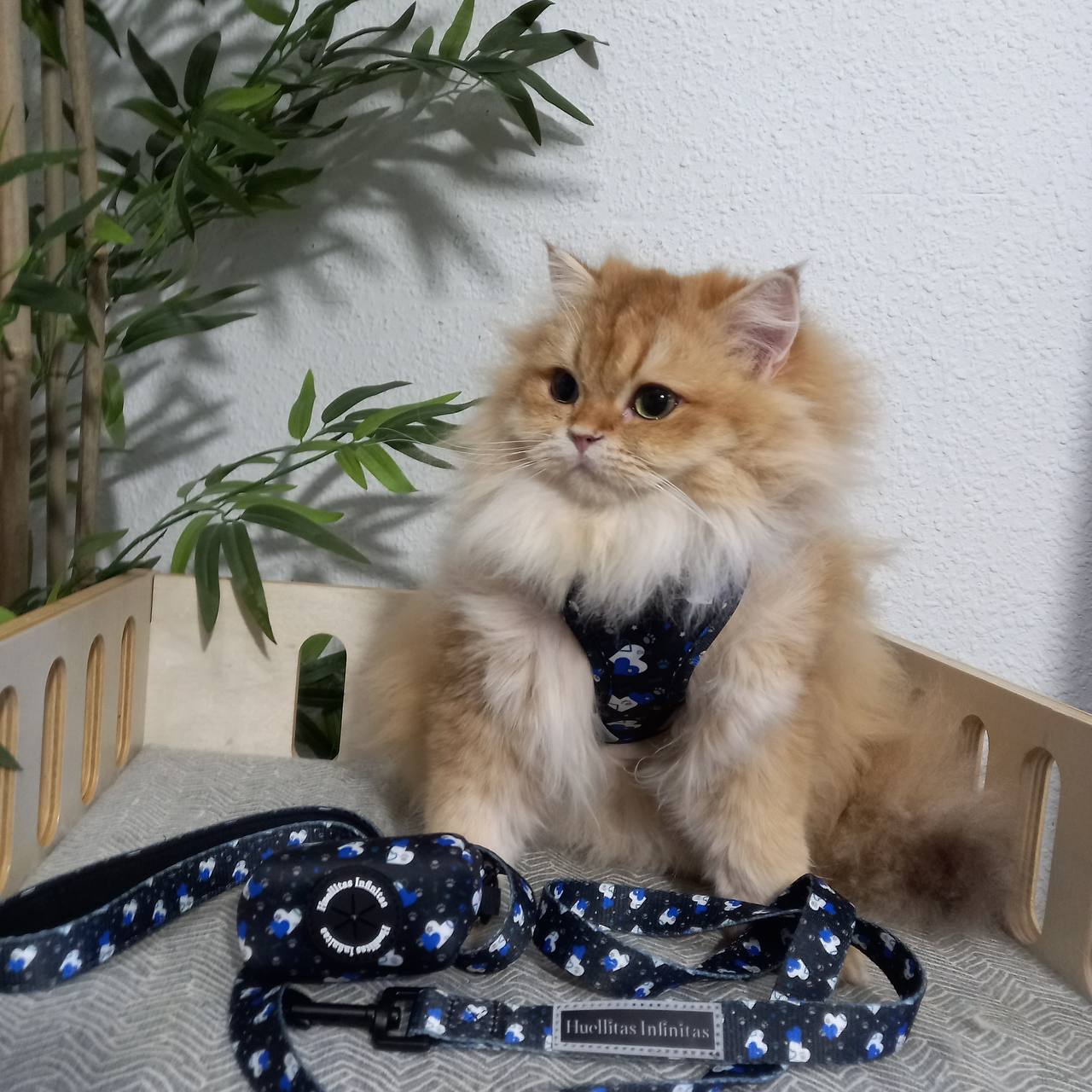 Arnes para gatos Fantasy Hearts.  Tienda online de accesorios para perros y gatos 72 