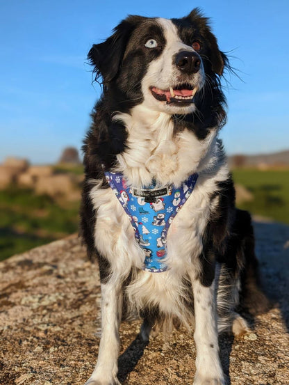 Border Collie con arnés ajustable de Penguin Friends en talla L. Tienda online de accesorios para perros y gatos 101