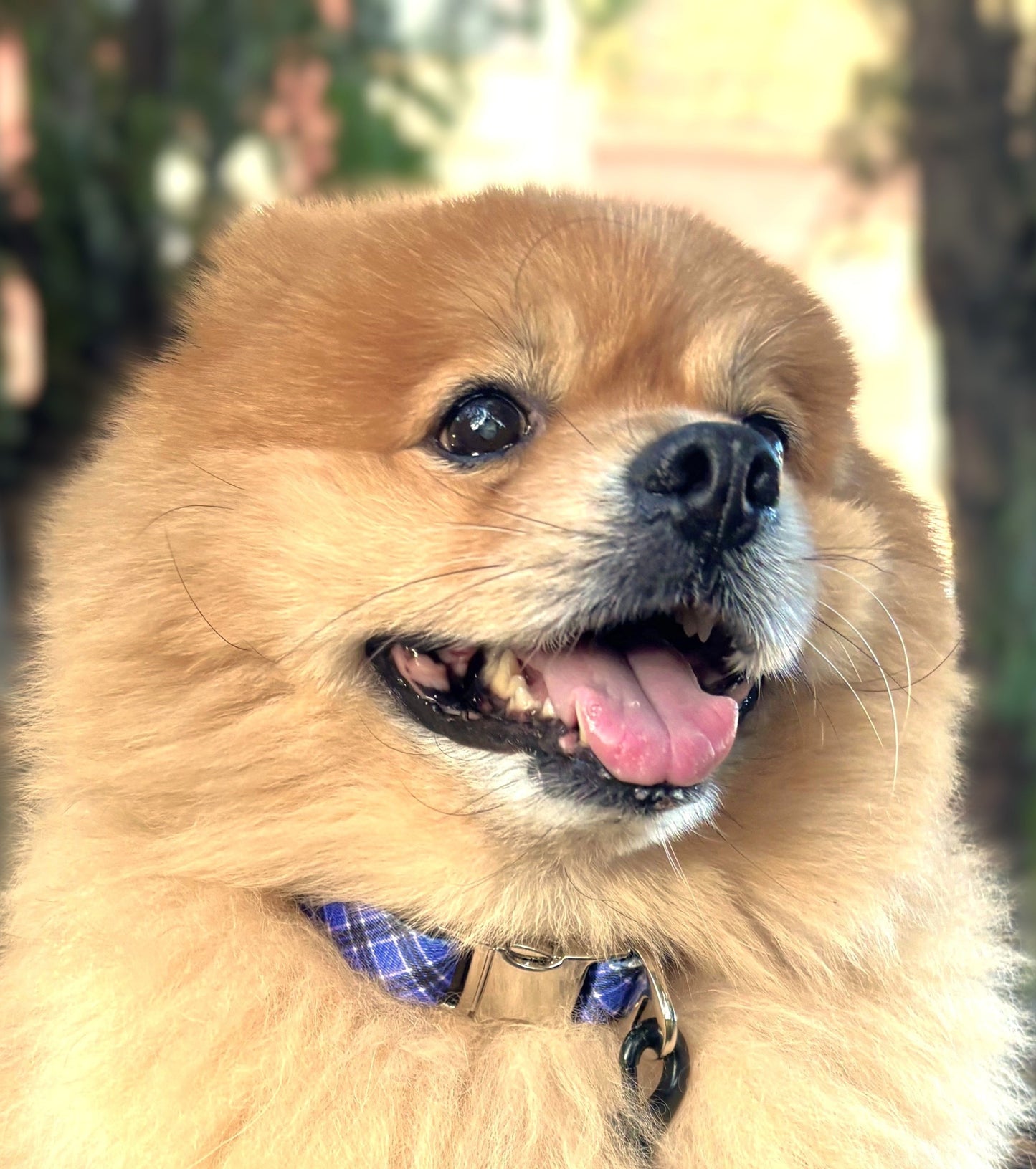 Pack Colección COLLAR LAVANDA Mirror Closure + Correa + Portabolsas