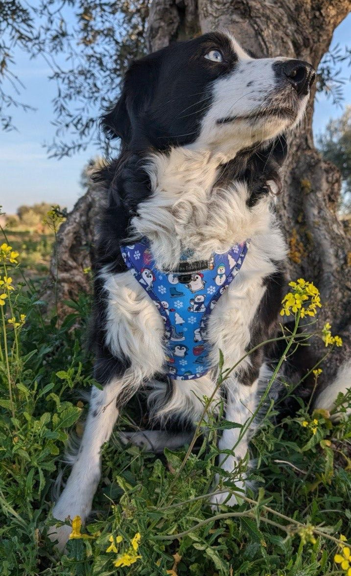 Cori-con Coleccion-Penguin-Friends de arnés. Tienda online de accesorios para perros y gatos 97