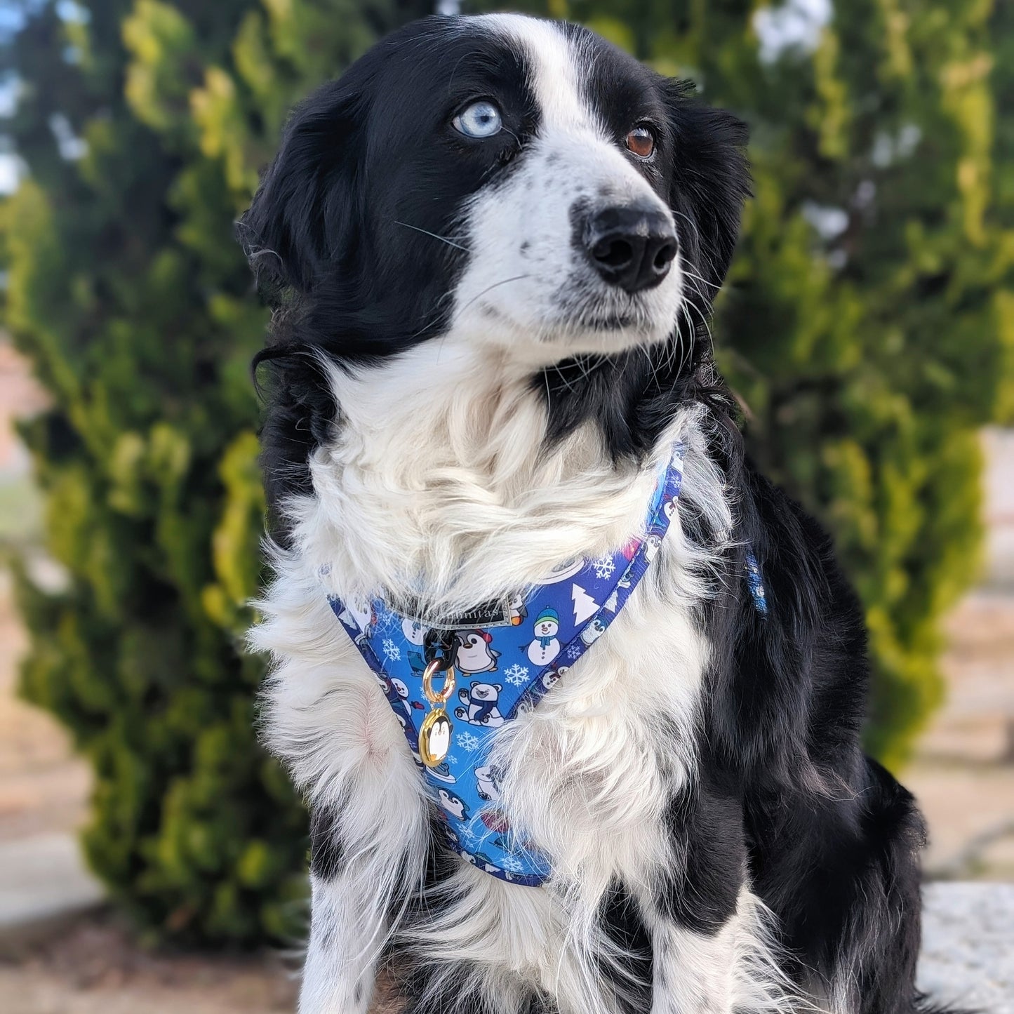 Penguin Friends Collection Pack, consisting of: Harness + Leash + Bag Holder.