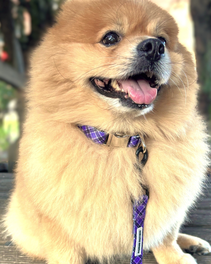 Collar Colección Lavanda Mirror Closure