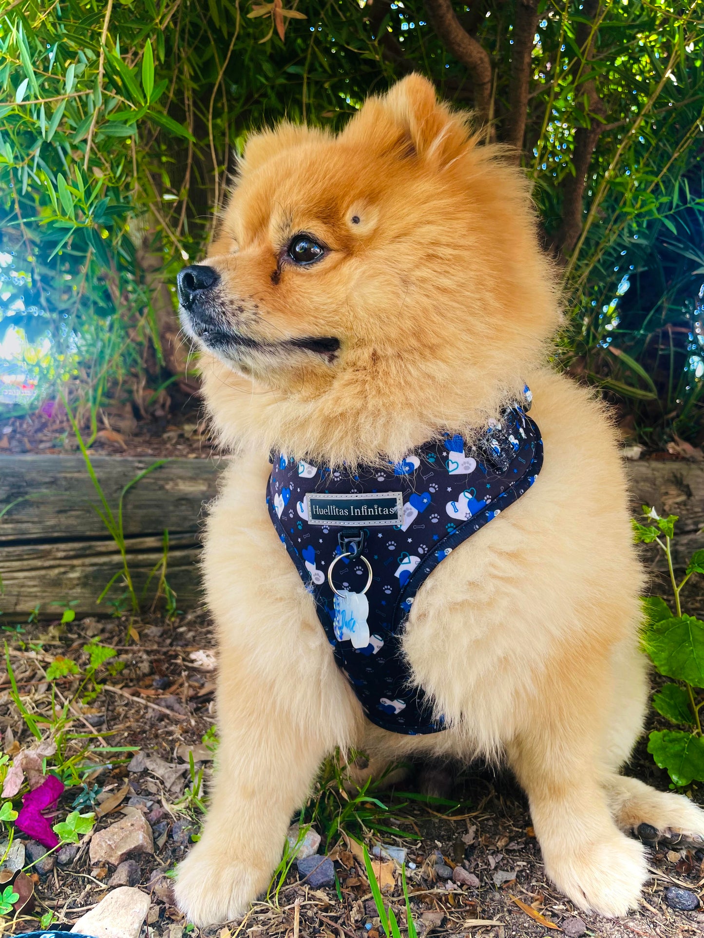 Fantasy Hearts Adjustable Harness 