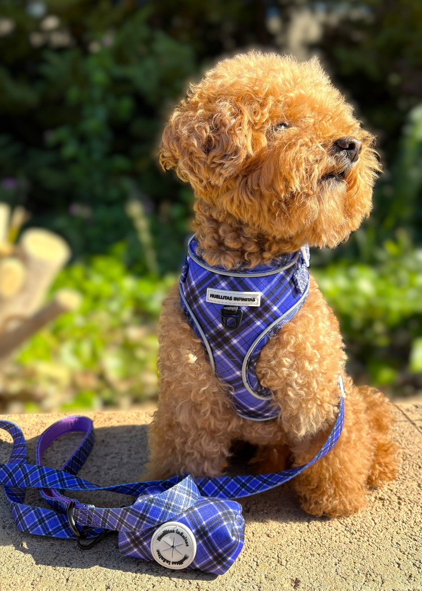 ¡ Nuevo Pack! Colección Lavanda. Arnés, Correa + Portabolsas.