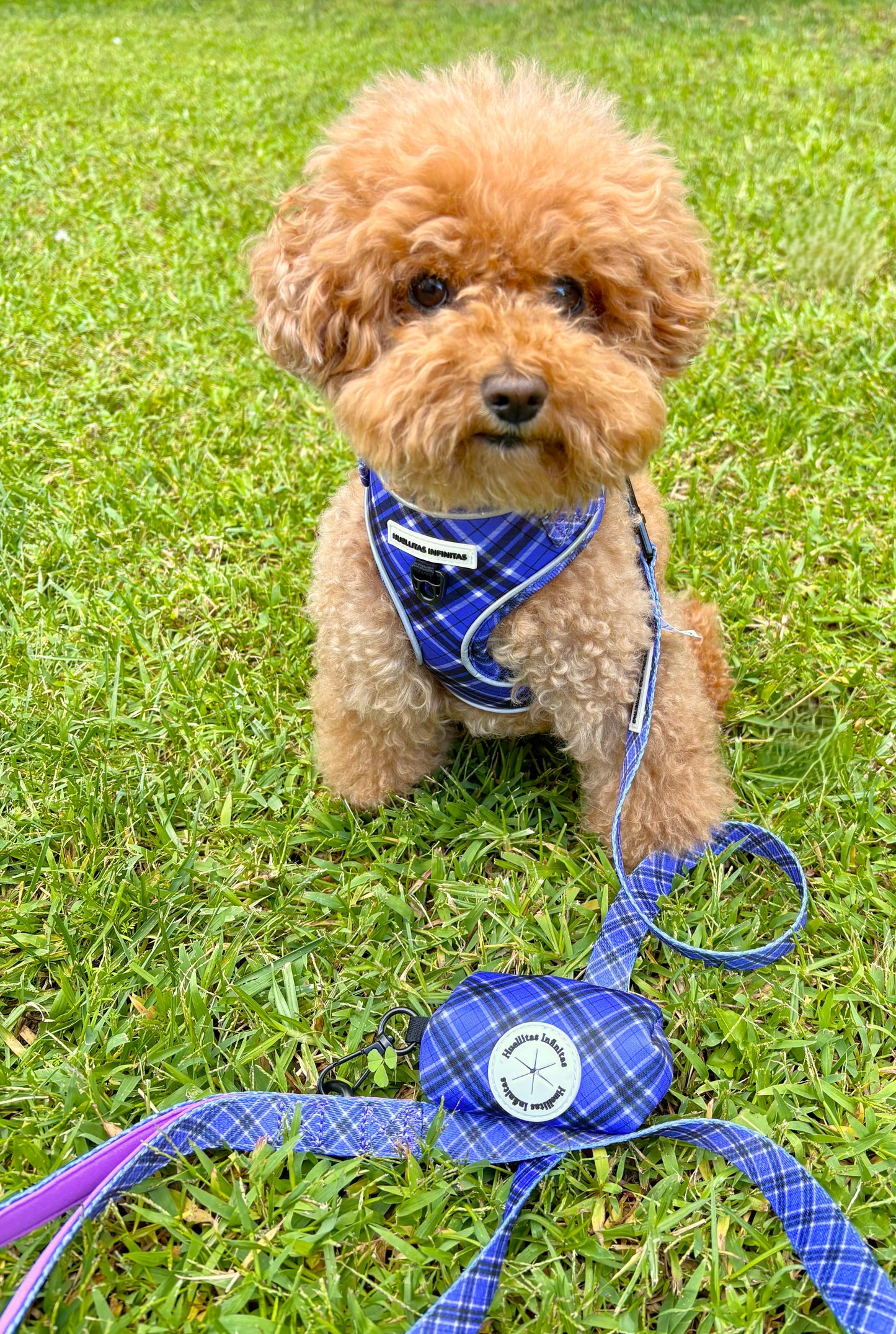 Colección Lavanda: Arnés+Correa+Portabolsas