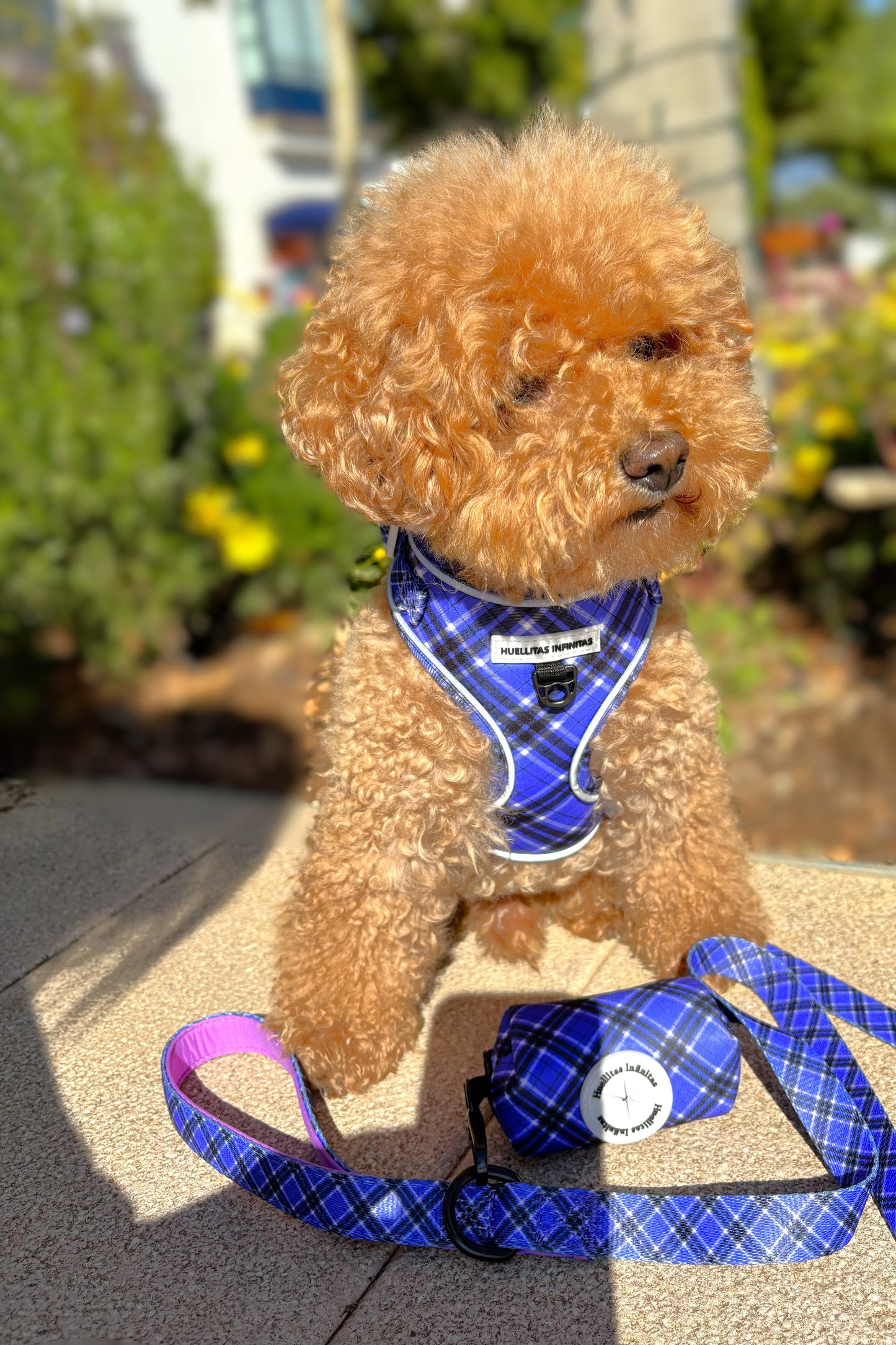 Colección Lavanda: Arnés+Correa+Portabolsas