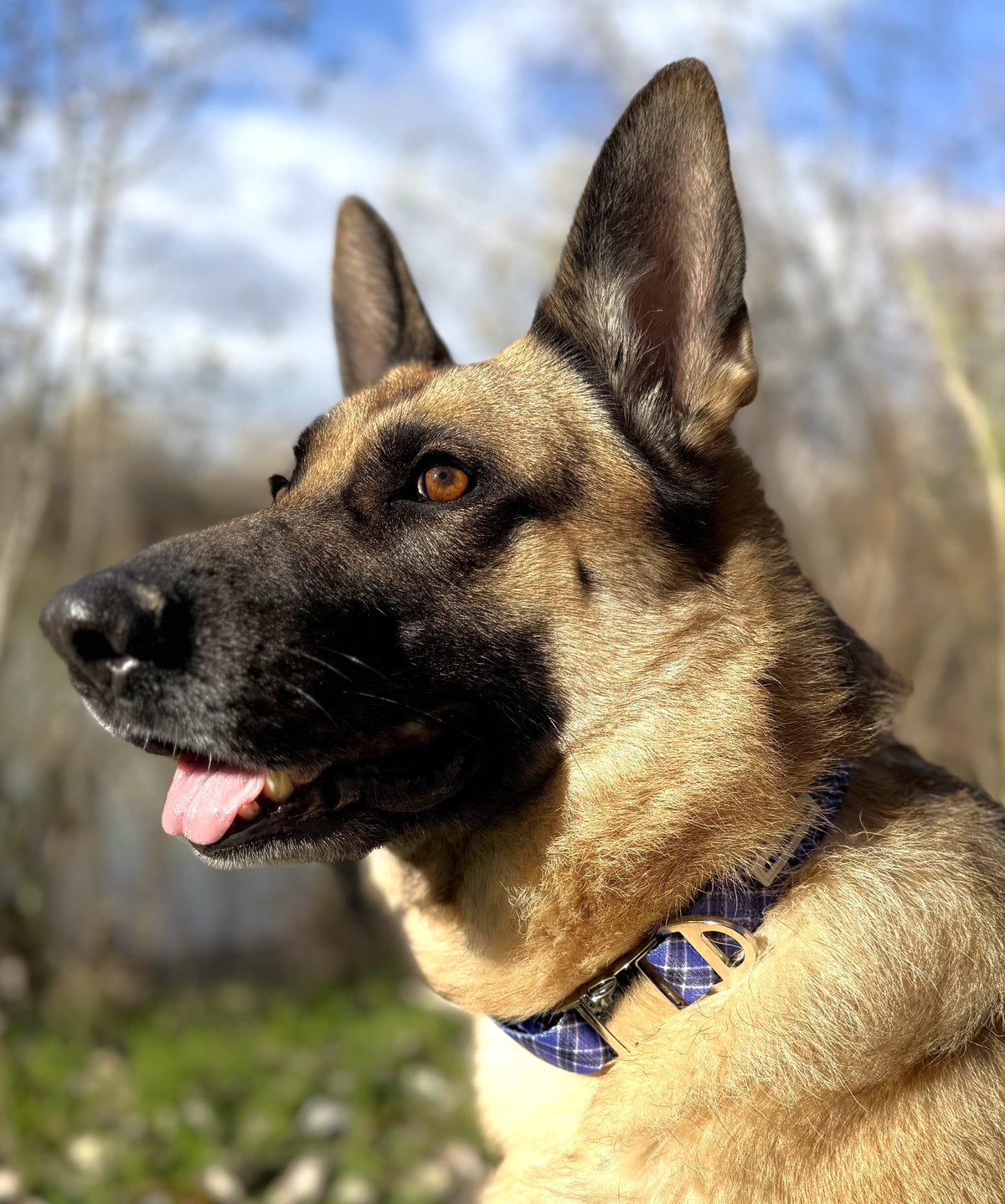Collar Tartán