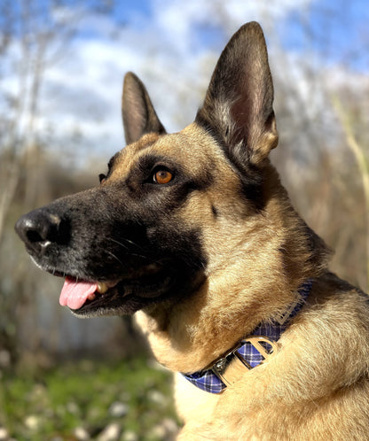 Collar Tartán