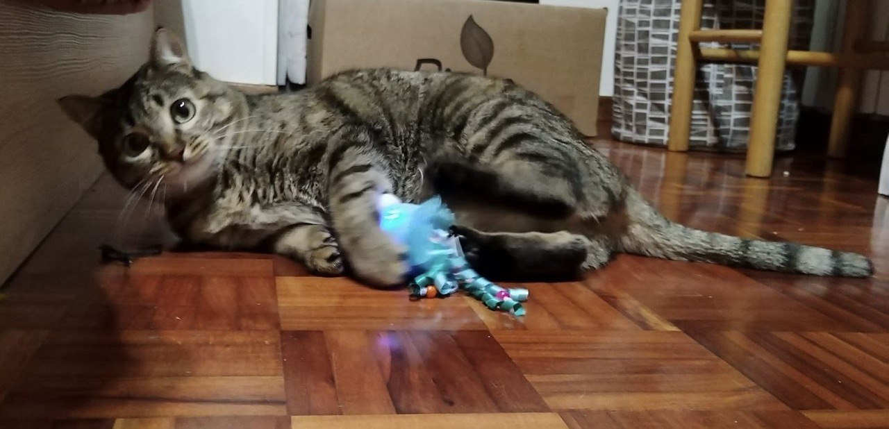 Medusa Friends para gatos con LED