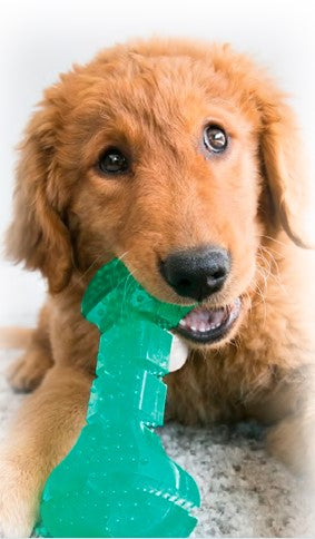 Cachorro de Golden Retriever mordiendo el juguete con forma de hueso de color verde con pequeñas protuberancias para la limpieza de sus dientes y encías.