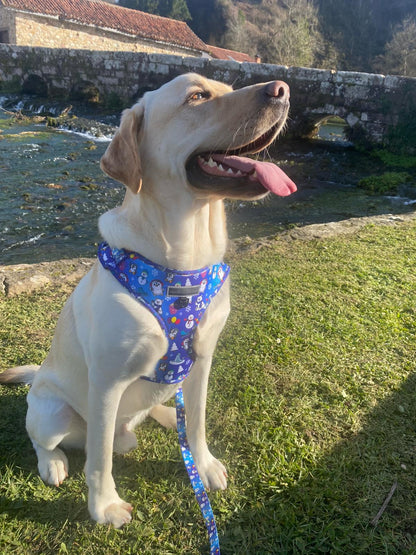 Labrador con arnés ajustable de Penguin Friends de Huellitas Infinitas.Gatita Darya con colección Penguin Friends. Tienda online de accesorios para perros y gatos 100