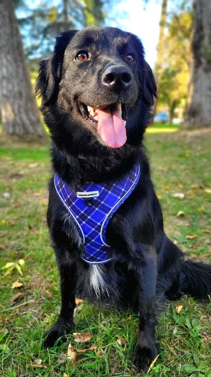 Colección Lavanda: Arnés+Correa+Portabolsas