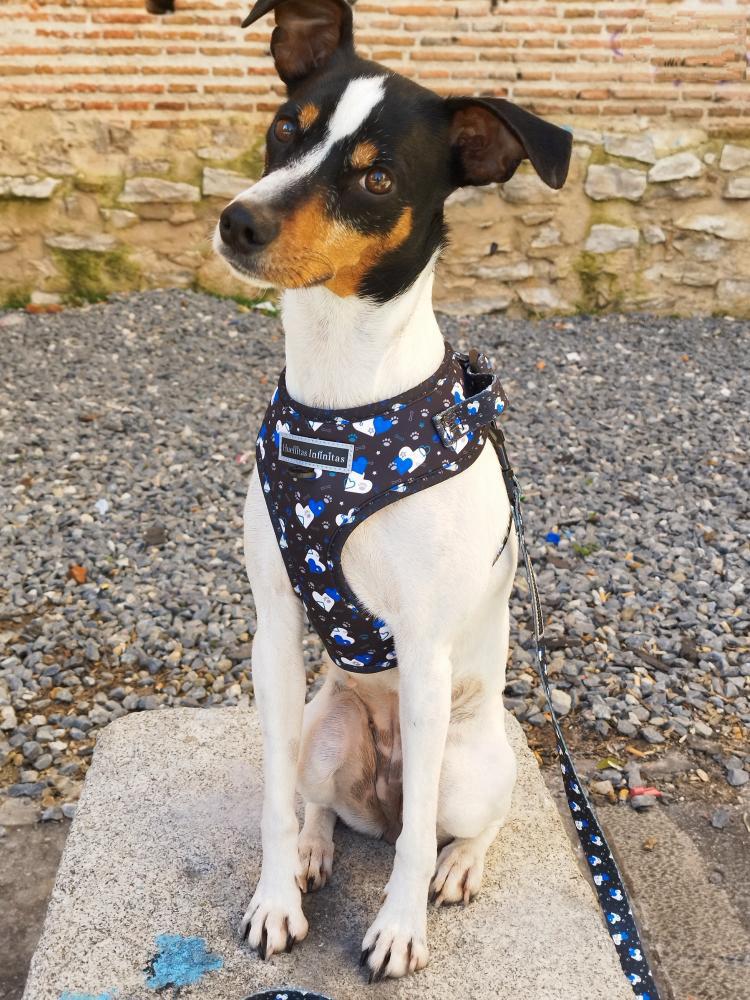 Lua con colección Fantasy Hearts. Tienda online de accesorios para perros y gatos 69