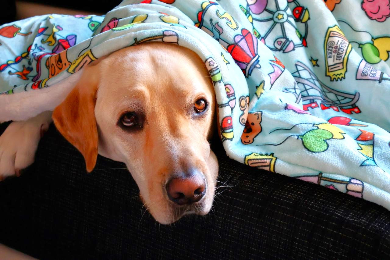 Thor nuestro labrador que forma parte de Huellitas Infinitas con la Manta_de_dibujos_con_tem_tica_de_FERIA_de_150cm_para_perros_y_gatos_FERIA_8._Tienda_online_de_Mantas_para_Perros_y_gatos_20
