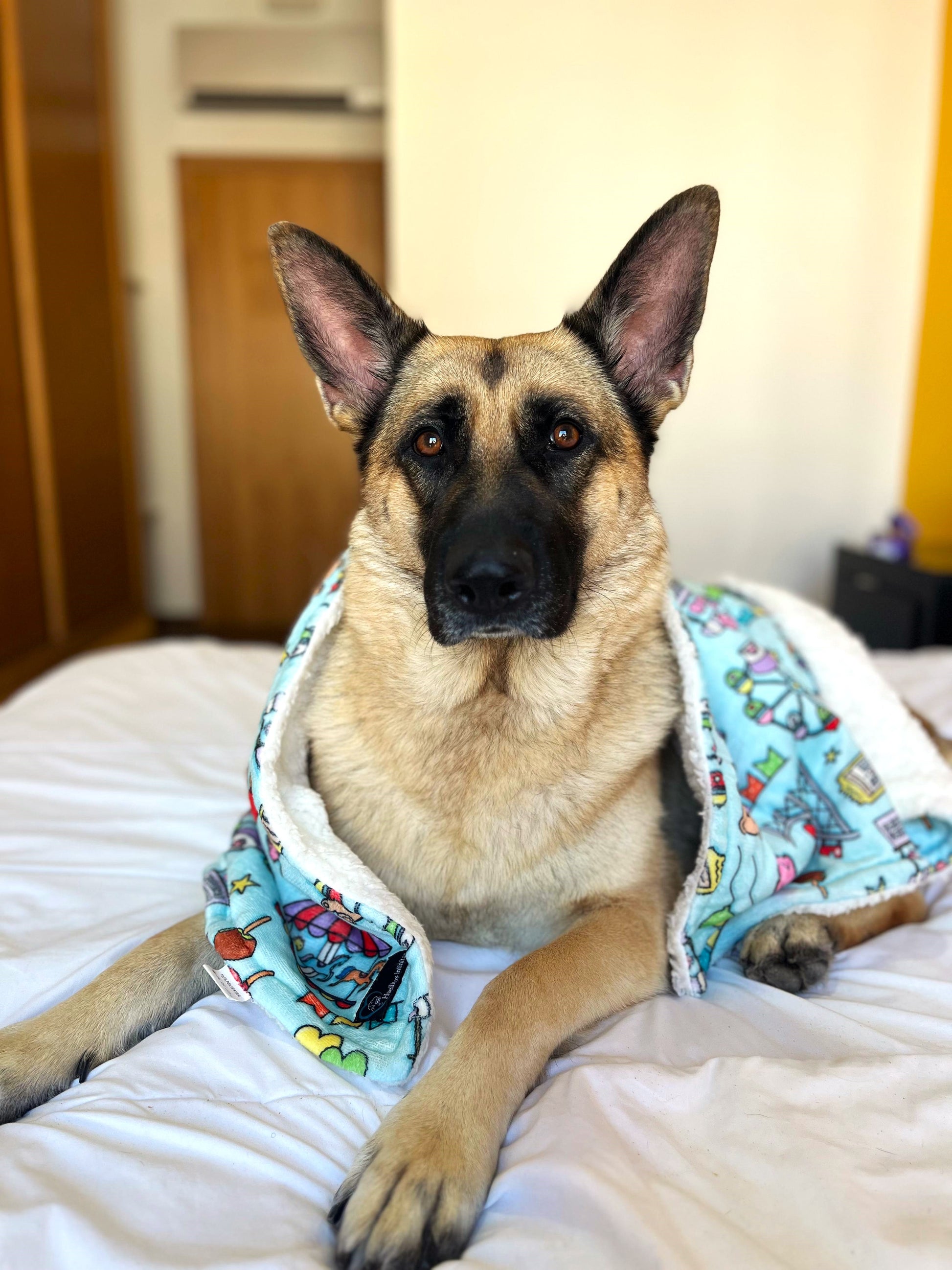 Simba preciosa pastora Alemana encima de la cama de un hotel PetFriendly tapada con manta_de_dibujos_con_tem_tica_de_FERIA_de_150cm_para_perros_y_gatos_FERIA_8._Tienda_online_de_Mantas_para_Perros_y_gatos 21