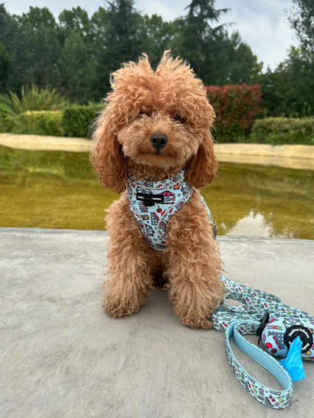 Matti con colección FERIA. Tienda online de accesorios para perros y gatos 51