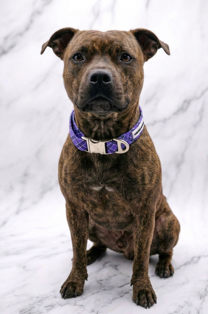 Collar Colección Lavanda Mirror Closure