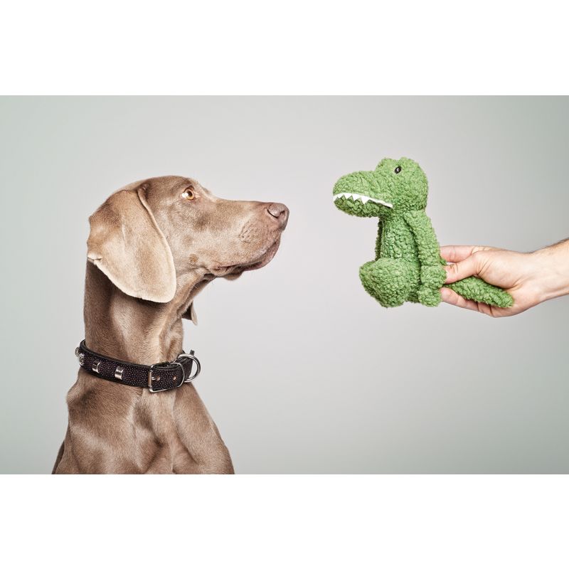 Foto de Braco de Weimar mirando a nuestro Peluche de color verde, dientes blancos y ojos negros. De tacto resistente que se mantiene sentado, como en la foto y de buena calidad. Tienda Online de juguetes para perros y gatos 10