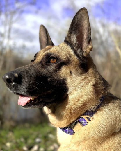 Collar Colección Lavanda Mirror Closure