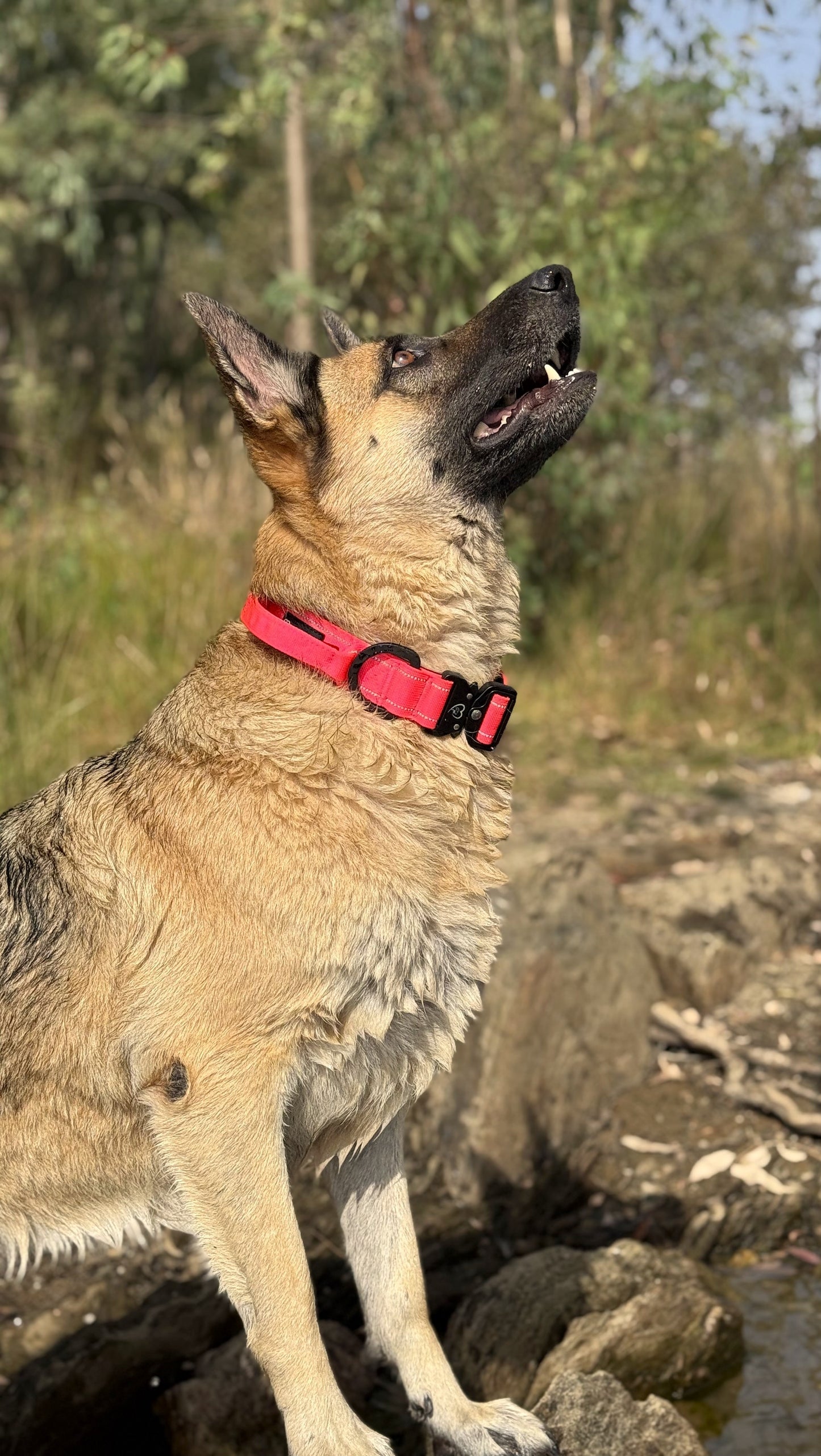 Collar Táctico Reflectante Premium con Cierre de Seguridad Reforzado.