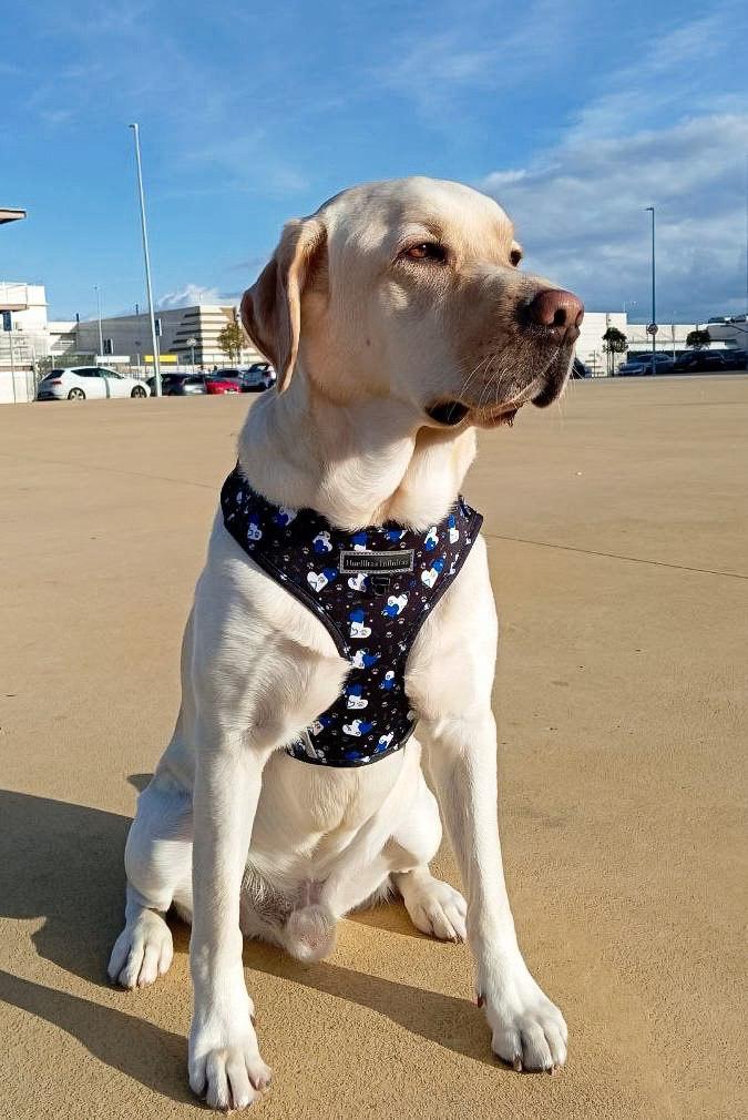Thor con colección fantasy hearts. Tienda online de accesorios para perros y gatos 68 
