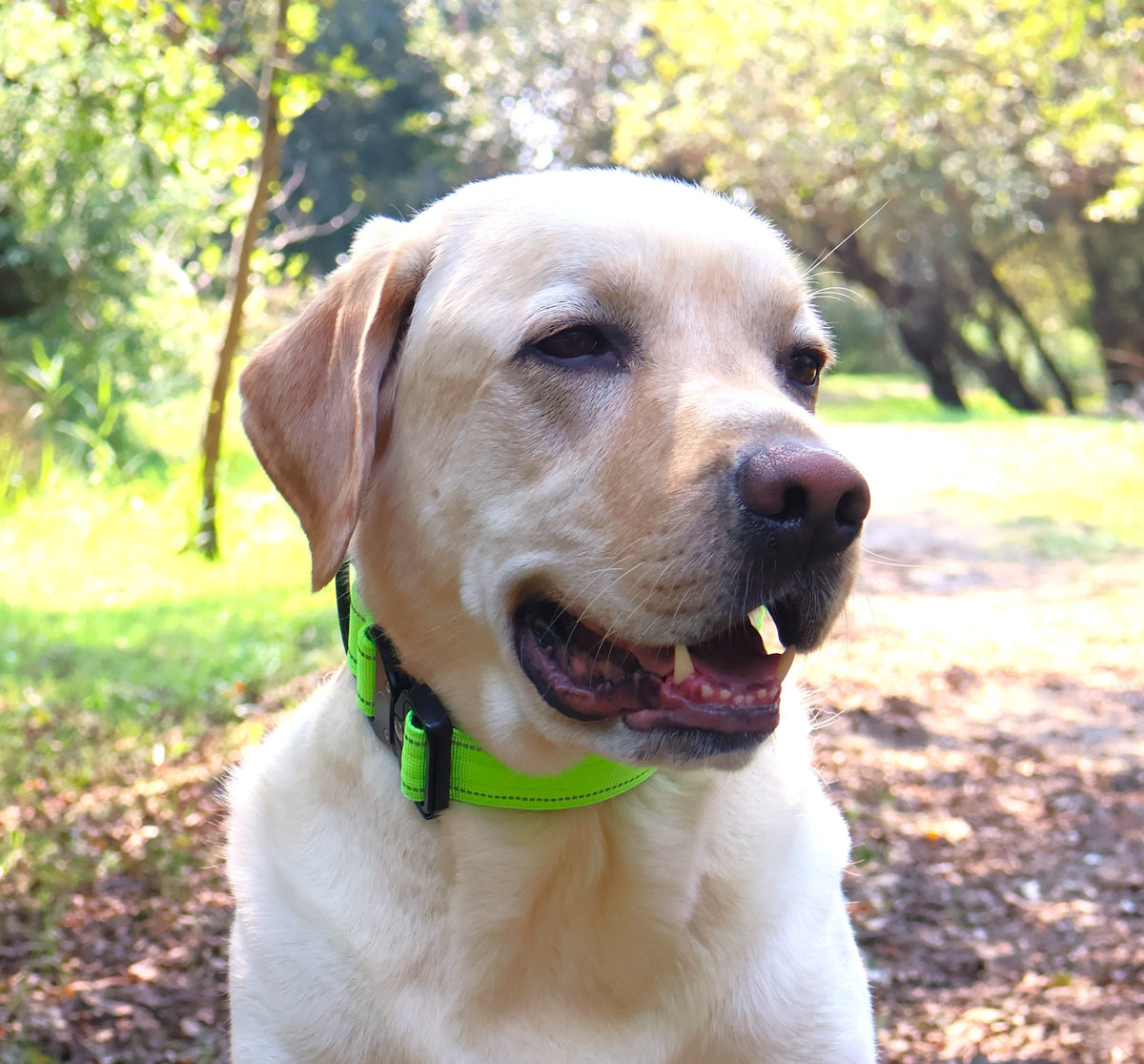 Collar Táctico Reflectante Premium con Cierre de Seguridad Reforzado. Recomendado por Adiestradores