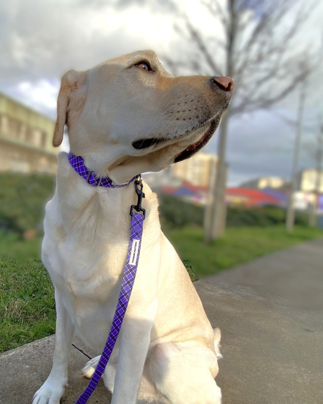 Collar Colección Lavanda Mirror Closure