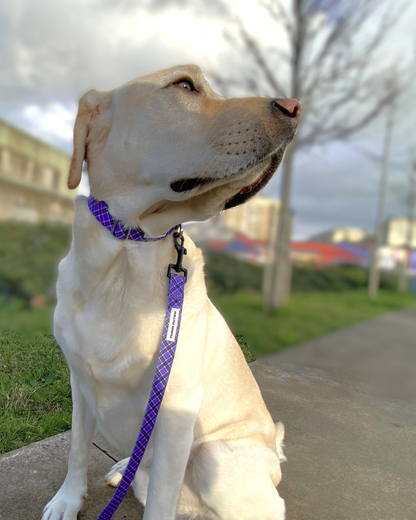 Collar Colección Lavanda Mirror Closure