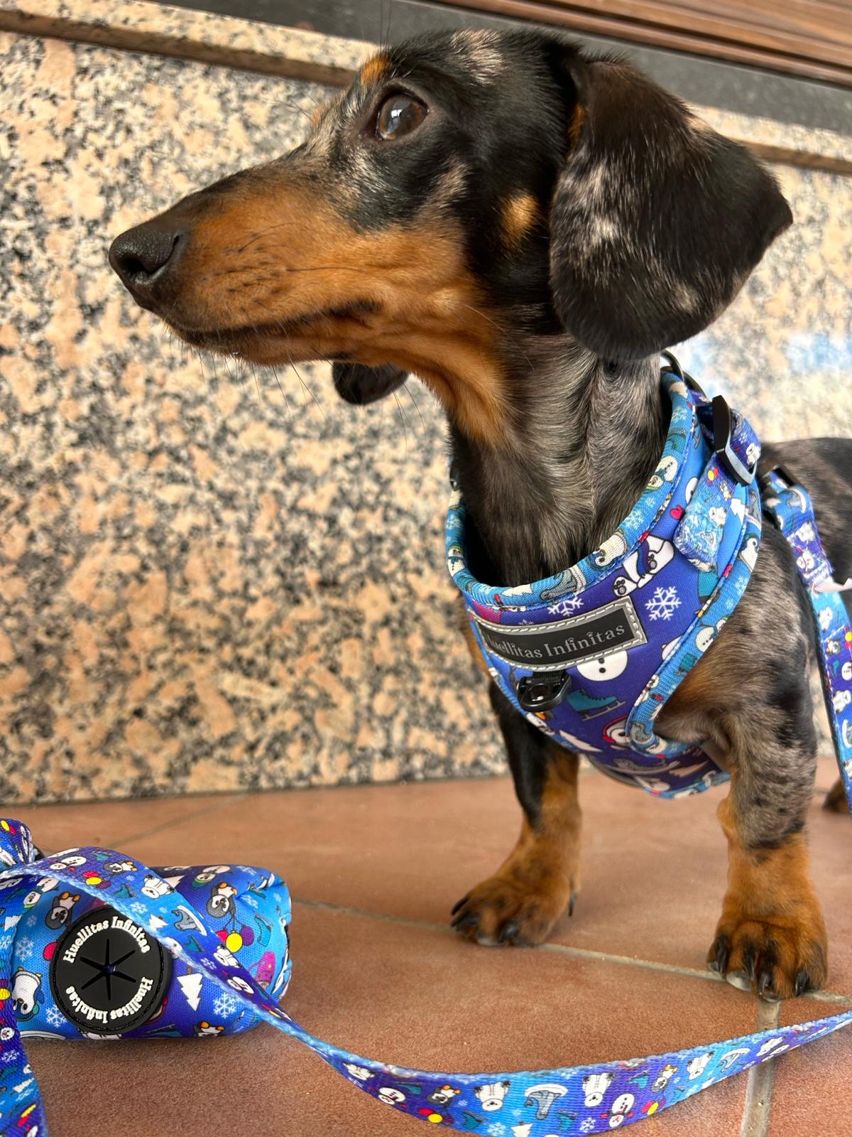 arnes-ajustable-resistente-y-seguro-con-dibujitos-talla-para-teckel-huellitas-infinitas. Tienda online de accesorios para perros y gatos 98