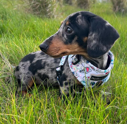 arnes-para-perro teckel foto con talla XXS. Tienda online de accesorios para perros y gatos 87