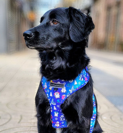 Penguin Friends Collection Pack, consisting of: Harness + Leash + Bag Holder.